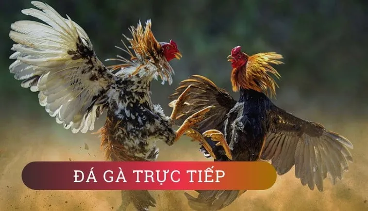 Đá Gà Xin88: Thắp Lửa Đam Mê, Chinh Phục Thắng Lợi Ngay Hôm Nay